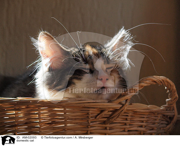 Hauskatze / domestic cat / AM-02093