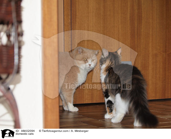 Hauskatzen / domestic cats / AM-02094
