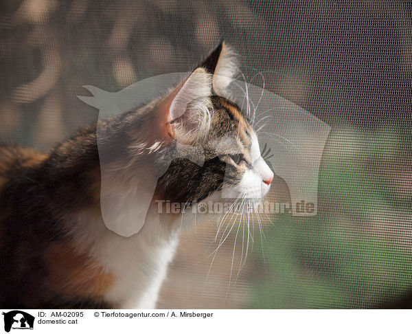 Hauskatze / domestic cat / AM-02095