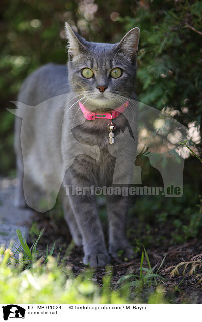 Hauskatze / domestic cat / MB-01024