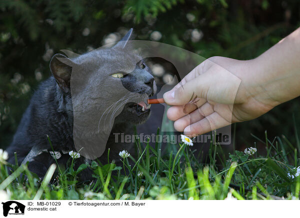 Hauskatze / domestic cat / MB-01029