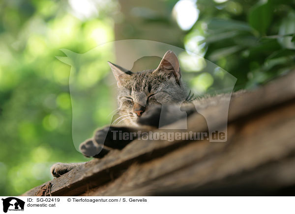 Katze / domestic cat / SG-02419