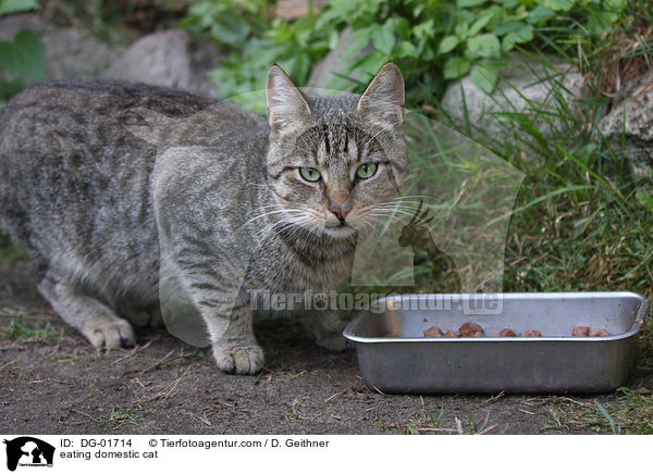 fressende Hauskatze / eating domestic cat / DG-01714