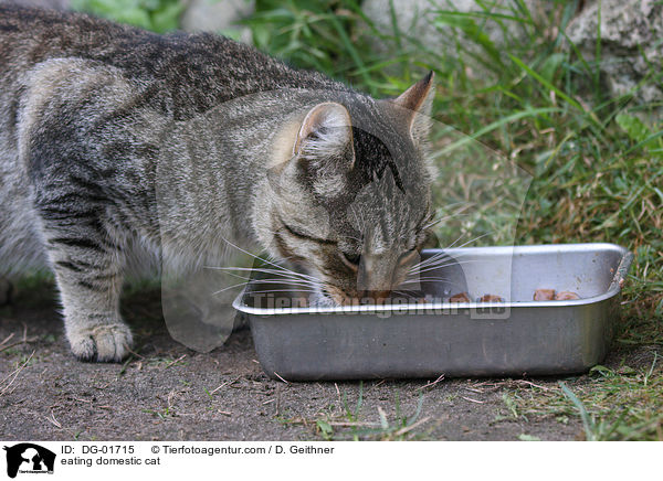 fressende Hauskatze / eating domestic cat / DG-01715