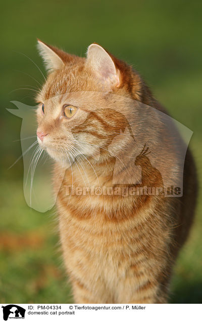 domestic cat portrait / PM-04334