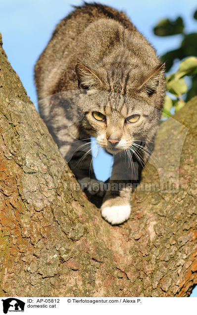 domestic cat / AP-05812