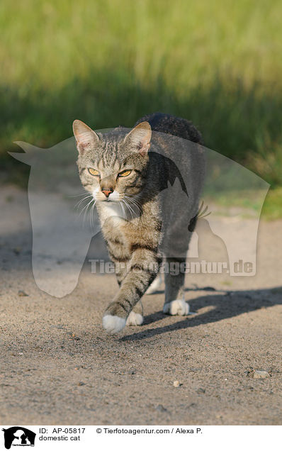 domestic cat / AP-05817