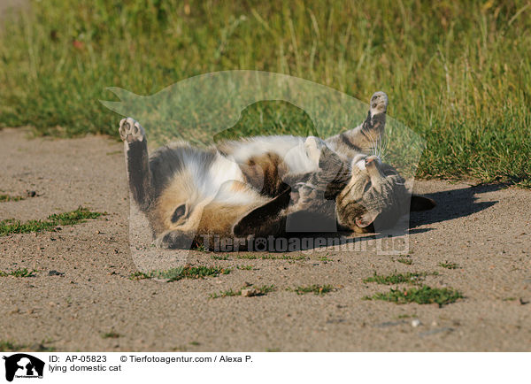 liegende Hauskatze / lying domestic cat / AP-05823