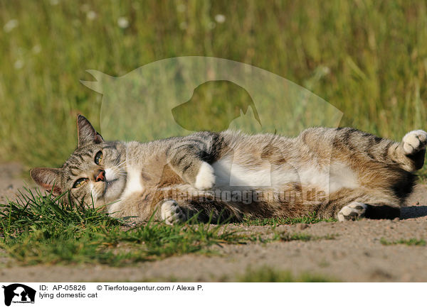 lying domestic cat / AP-05826