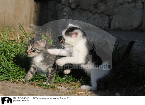 playing kittens / AP-05845