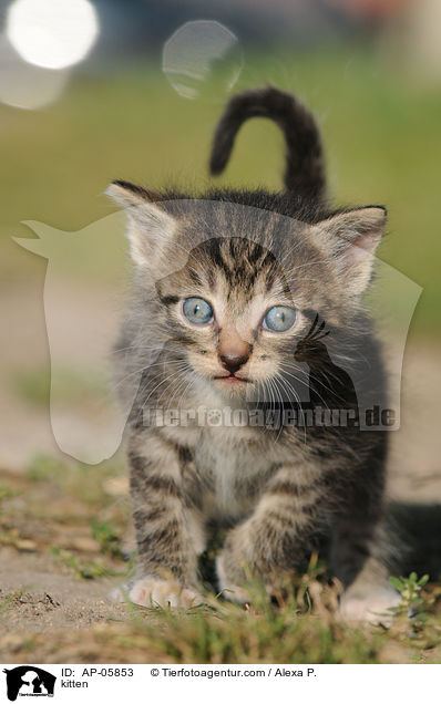 kitten / AP-05853