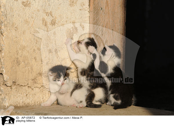 spielende Ktzchen / playing kittens / AP-05872