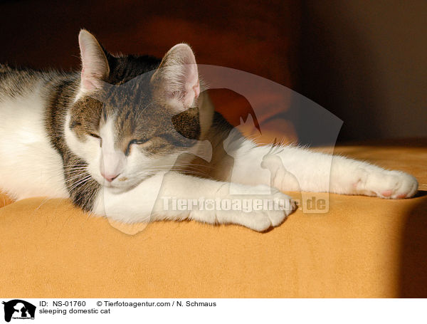 schlafende Hauskatze / sleeping domestic cat / NS-01760