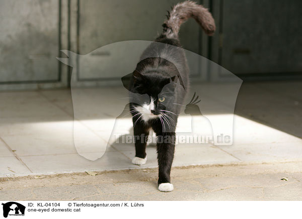 einugige Hauskatze / one-eyed domestic cat / KL-04104