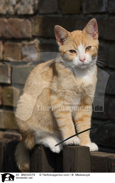 domestic cat / BM-02079