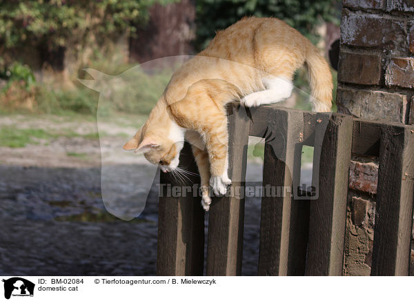 Hauskatze / domestic cat / BM-02084