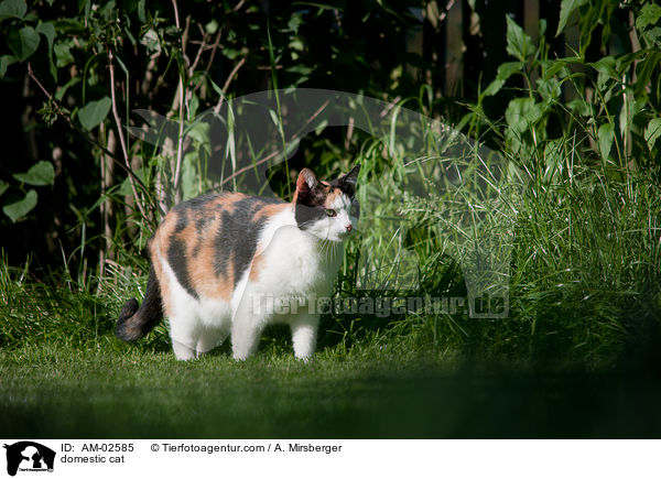 Hauskatze / domestic cat / AM-02585