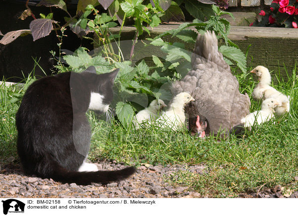 Hauskatze und Hhner / domesitic cat and chicken / BM-02158