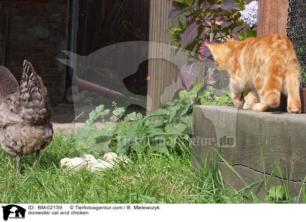 domesitic cat and chicken / BM-02159