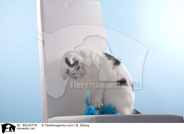 Hauskatze / domestic cat / BD-00778