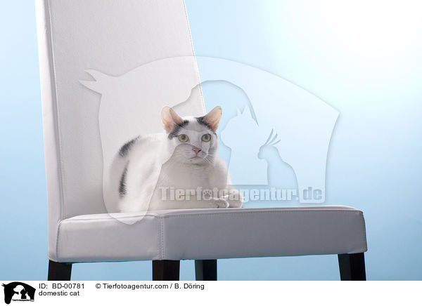 domestic cat / BD-00781