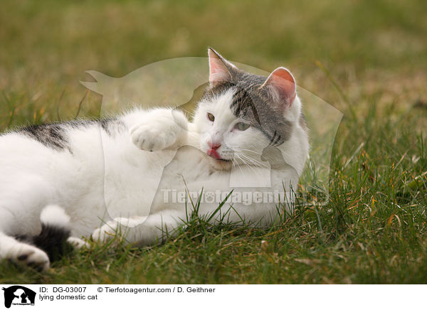 liegende Hauskatze / lying domestic cat / DG-03007