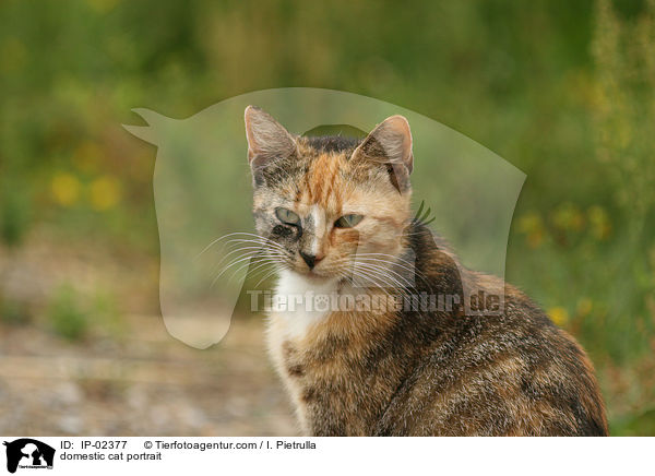 Hauskatze Portrait / domestic cat portrait / IP-02377