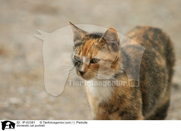 Hauskatze Portrait / domestic cat portrait / IP-02381