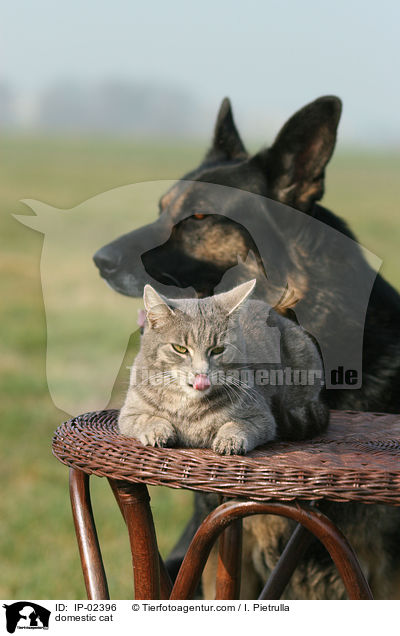 Hauskatze / domestic cat / IP-02396