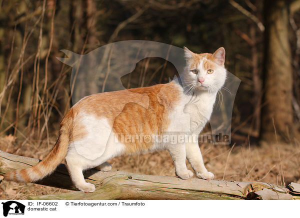 domestic cat / IF-06602