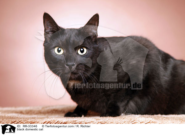 schwarze Hauskatze / black domestic cat / RR-33346