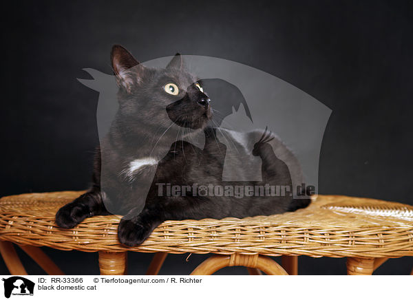 schwarze Hauskatze / black domestic cat / RR-33366