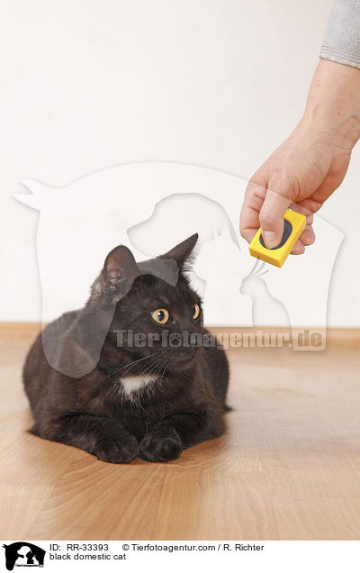 schwarze Hauskatze / black domestic cat / RR-33393