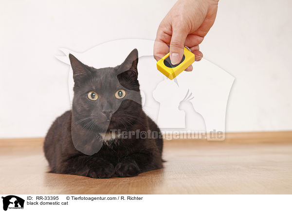 schwarze Hauskatze / black domestic cat / RR-33395