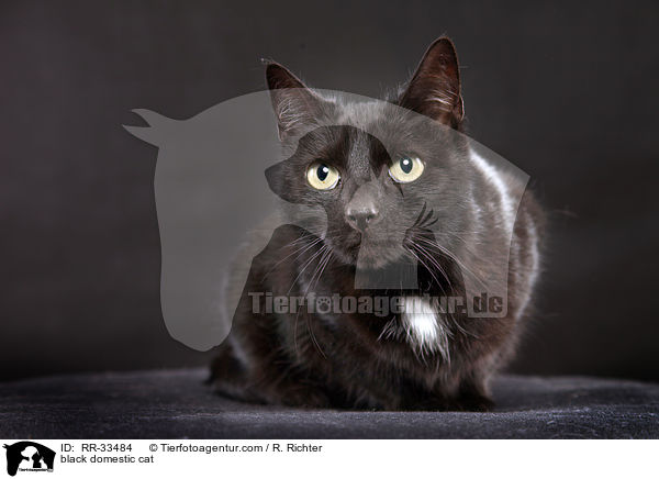 schwarze Hauskatze / black domestic cat / RR-33484