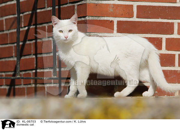 domestic cat / KL-06703
