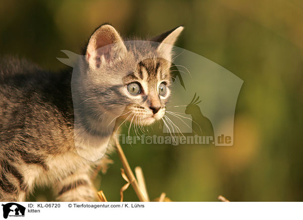 Ktzchen / kitten / KL-06720
