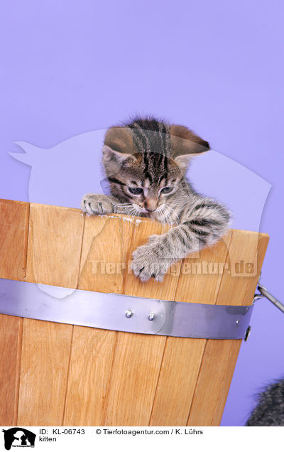 Ktzchen / kitten / KL-06743
