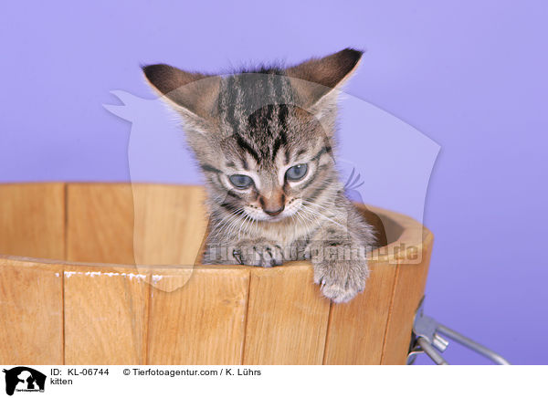 Ktzchen / kitten / KL-06744
