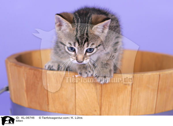 Ktzchen / kitten / KL-06746