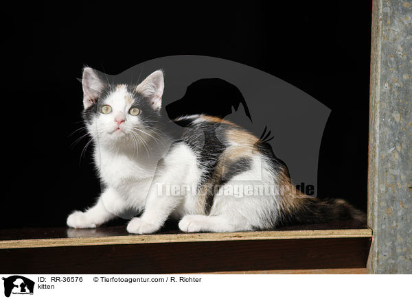 Hausktzchen / kitten / RR-36576