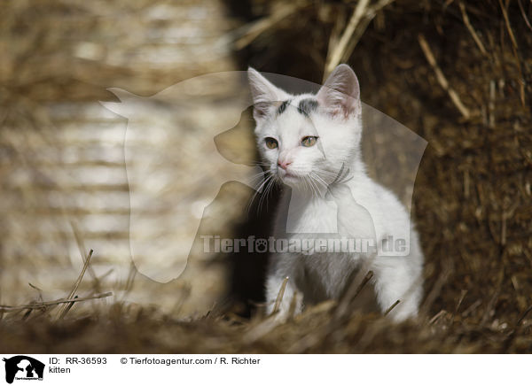 kitten / RR-36593
