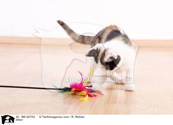 kitten / RR-36703
