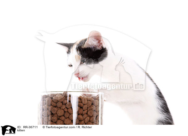 kitten / RR-36711