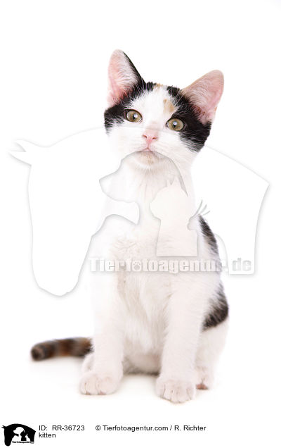 kitten / RR-36723