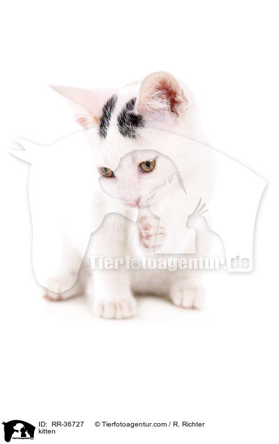 Hausktzchen / kitten / RR-36727