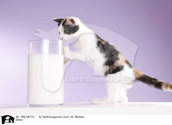 Hausktzchen / kitten / RR-36731