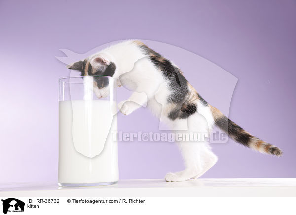 kitten / RR-36732