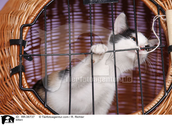 Hausktzchen / kitten / RR-36737