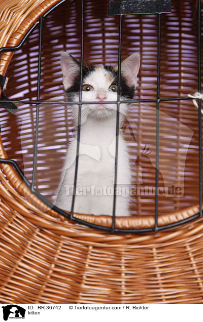 kitten / RR-36742